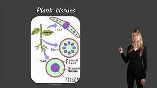 Plant tissues