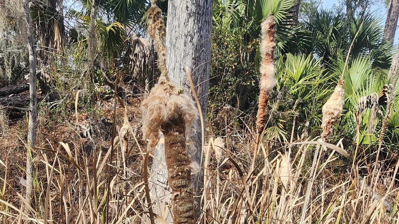 Ferro rod+cat tail fluff=fire