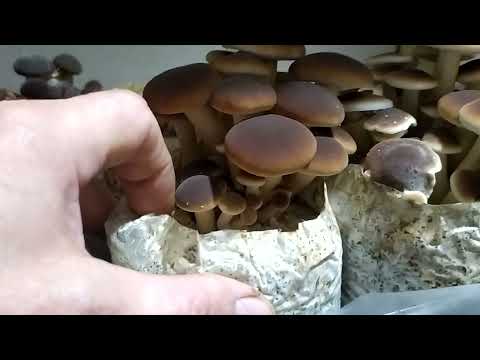 Тополиный Опенок|Агроцибе| плодоношение|Тополь рябчик#agrocibe#cyclcybe01.01.2022
