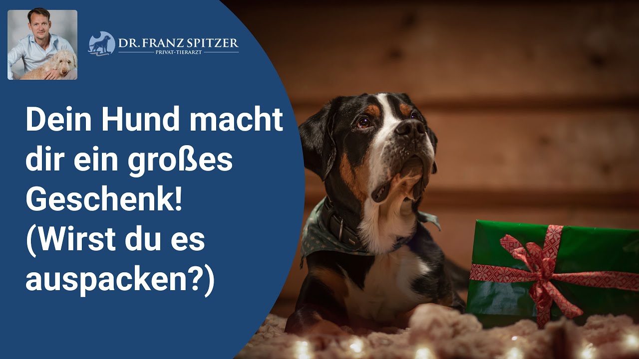 Dein Hund macht dir ein großes Geschenk! (Wirst du es auch auspacken?)