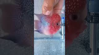 Bikin Gemezz Ikan Louhan Bonsai ikanhias ikanlouhanbonsai