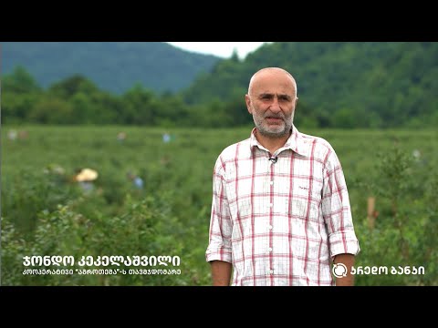 აგრო ბიზნესის წარმატებული ისტორია ლურჯი მოცვის პლანტაციებში