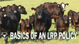 Livestock Insurance | Basics of an LRP Quote
