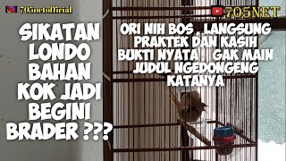 SIKATAN LONDO (ORI) BARU BELI BAHAN KEMARIN , 3 HARI UDAH BOCORRR