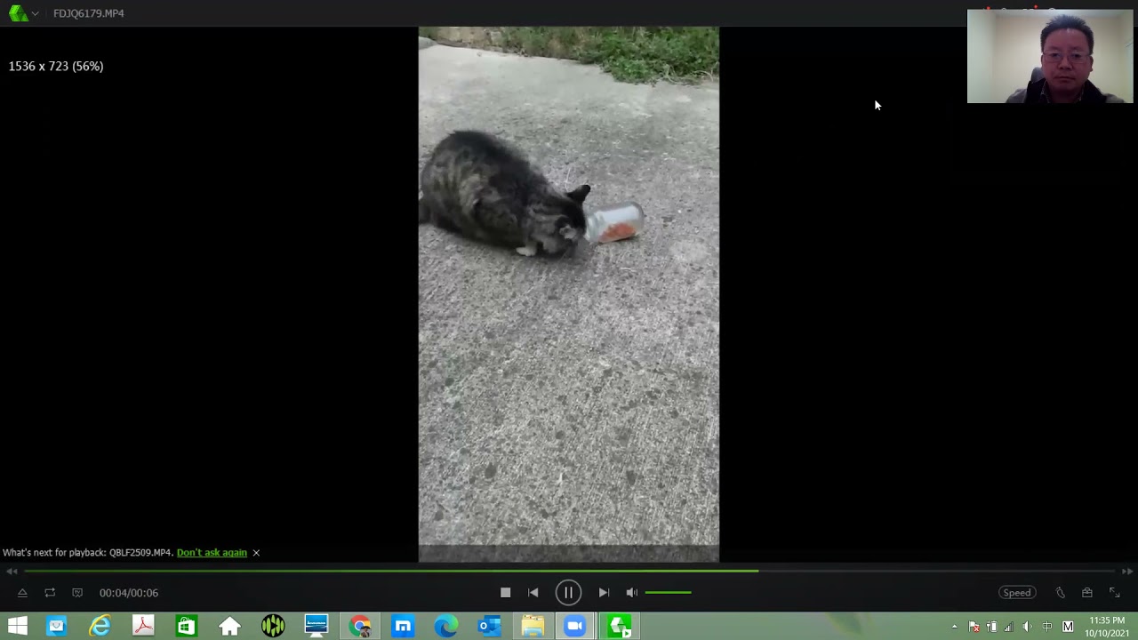 My smart cat with dexterous hands