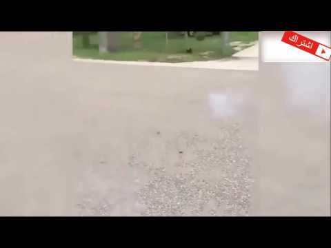 فیدوی کومیدی زور خوش مقاطع مضحک 