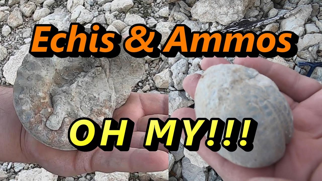 Fossil Hunting for Ammonites at Lake Texoma YouTube