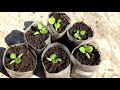 Как вырастить крепкую рассаду баклажан   Тонкости выращивания рассады баклажан