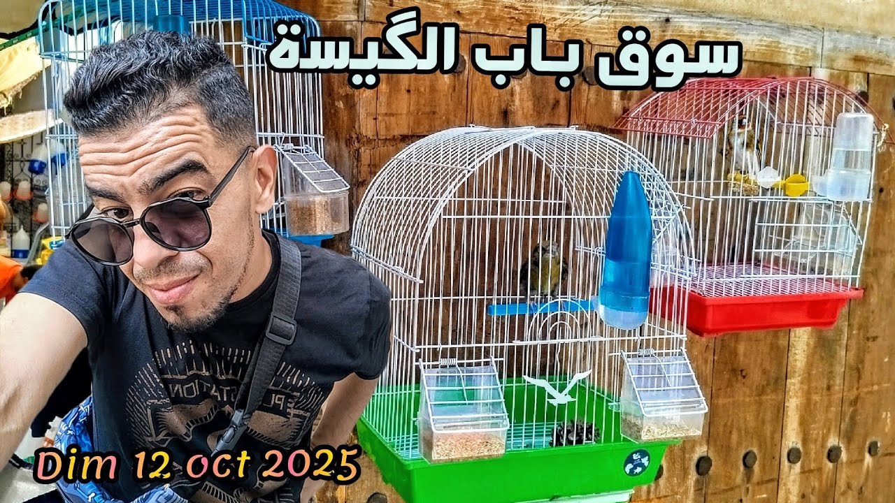 سوق باب الگيسة للطيور والحمام بمدينة فاس الجزء الثانيmarché bab el guissa dim 12 oct 2025#birds 