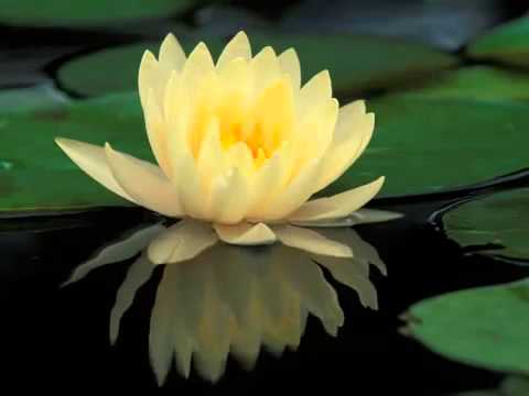 ФУТАЖ Кувшинка - Footage Water Lily
