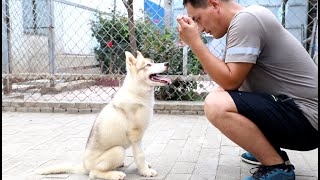 还记得那只被退回来的哈士奇吗最新消息结局让人很欣慰 Do you remember the husky that was returnedThere's good news for him