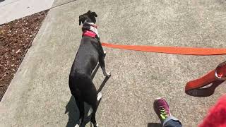 Pepper 2.9.24 1/2/3 & eye by doggydetailtraining 32 views 3 months ago 1 minute, 49 seconds