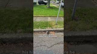 Guy Keeps Saving Animals Until Theres One He Cant Part With The Dodo