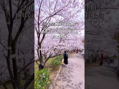 13選 お花見香川県人気スポット 2026年