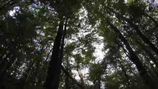 HD Trees Timelapse