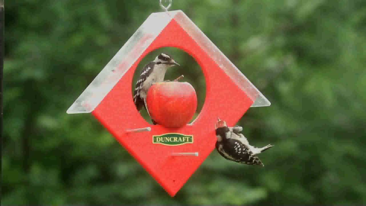 Duncraft Apple Kabob Feeder 4676 Youtube