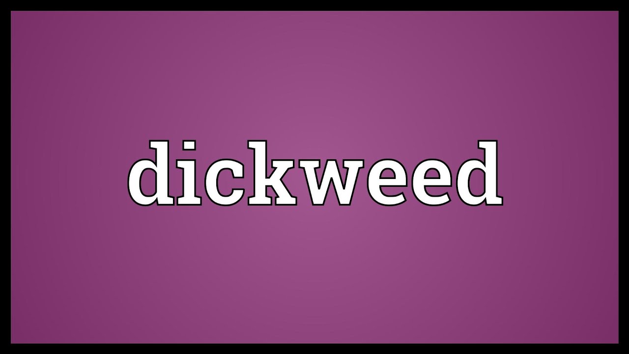 Dickweed Meaning