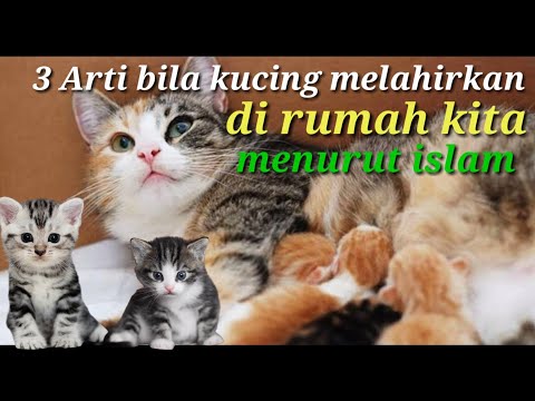 Video: Seekor Kucing Peliharaan Melahirkan Anak Kucing Dengan Dua Moncong - Pandangan Alternatif