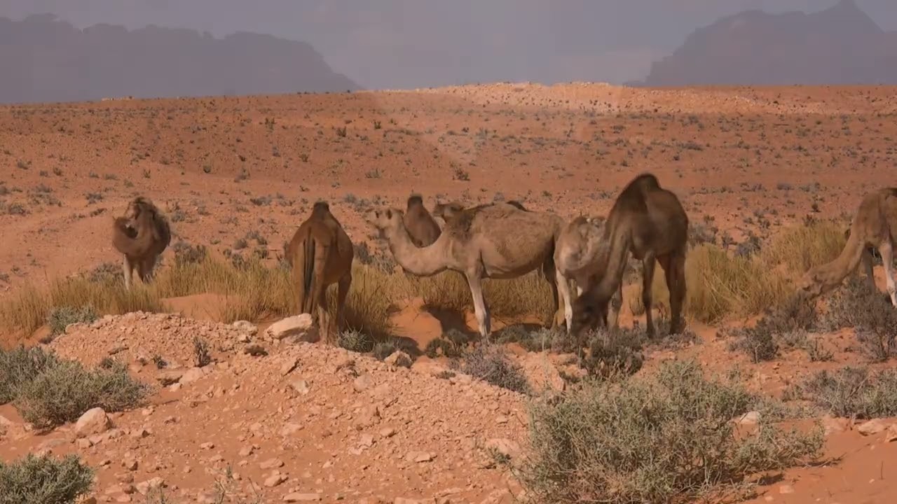 Music by | AntipodeanWriter.