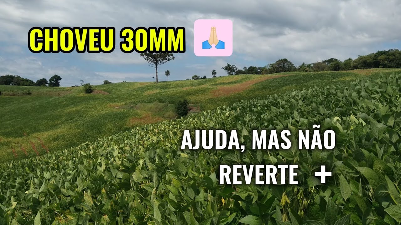 🌱🙏🏻 CHOVEU 30MM, MAS A SOJA NÃO REVERTE MAIS, APENAS AMENIZA AS PERDAS