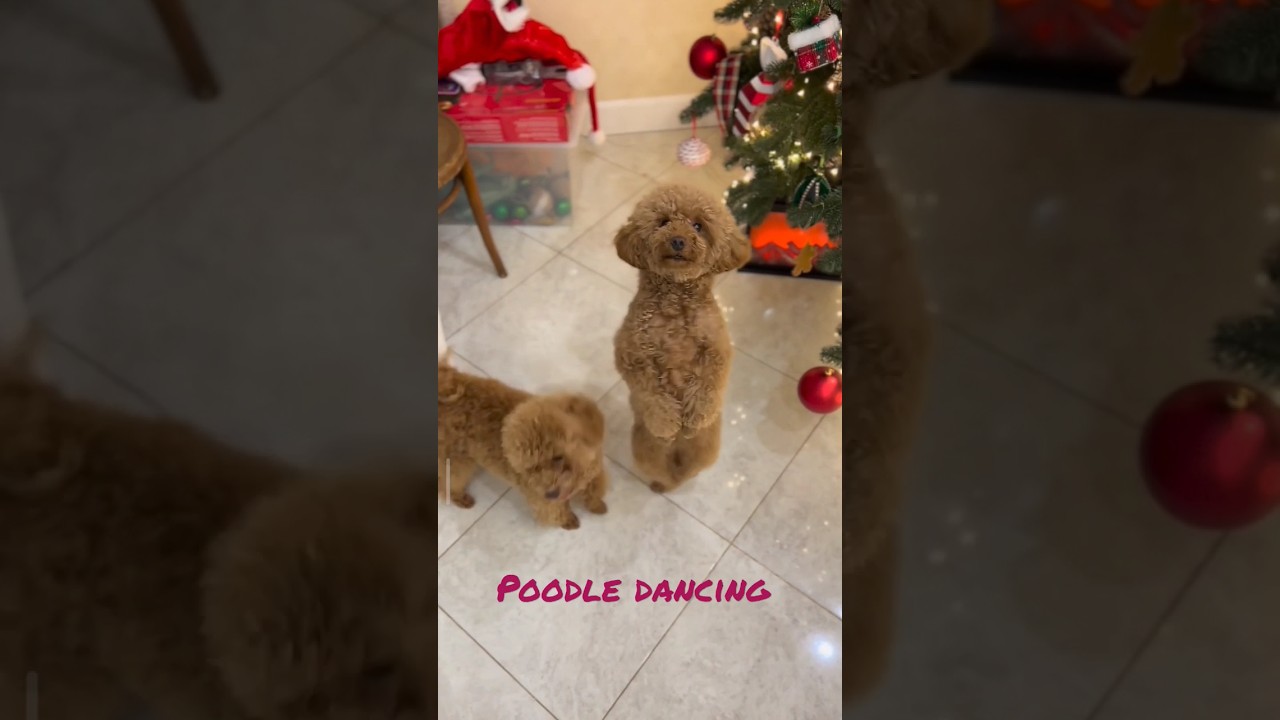 Poodle dancing video🐩🐕 😍 || Funny moments 🤣🤣 