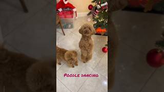 Poodle Dancing Video Funny Moments