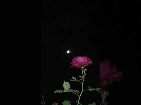 Gehra hu # #arijitsingh #music #song