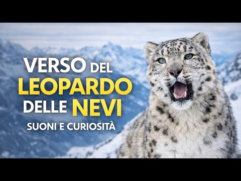 Video Verso del Leopardo delle Nevi ??? | Suoni, curiosità e segreti del felino fantasma