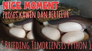 TERNAK PYTHON TIMORIENSIS [PROSES KAWIN DAN BERTELUR] #BreedingTimorPython