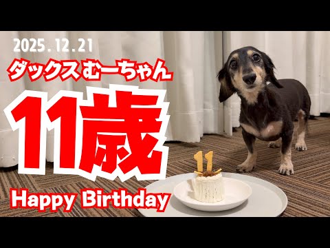 GR パンケーキダックスちゃん Miniature Dachshund] Celebrating my dog's 11th birthday with a dog