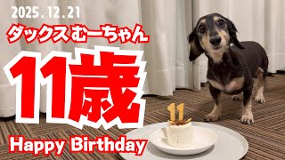 Miniature Dachshund] Celebrating my dog's 11th birthday with a dog