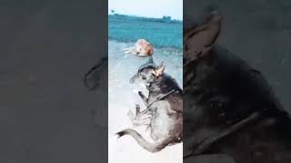 #Ak #bhai #funny #video #trending #comedy #viral #samthing #samtime 🤣😂😂