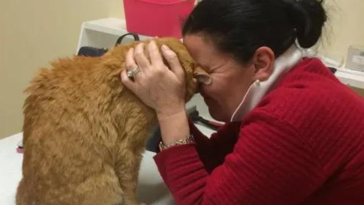 Senior Cat Lost In Australia Gets Reunited With His Owner In Ireland After Weeks Of Struggling