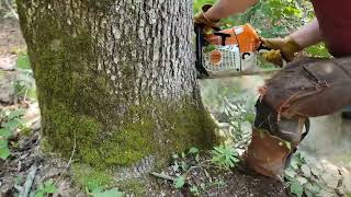 The last of the bluff trees