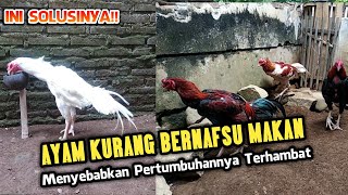 Cara Mengatasi Napsu Makan Berkurang Pada Ayam. 