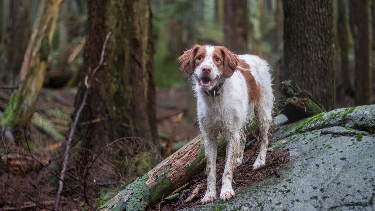 The Adaptable Nature of the Brittany Dog A Versatile and Intelligent Breed