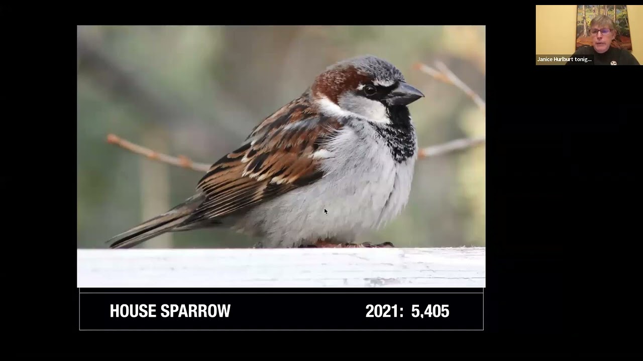 Beginner’s Guide to Winter Bird Identification for the Edmonton Christmas Bird Count