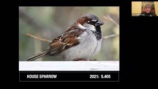 Beginner’s Guide to Winter Bird Identification for the Edmonton Christmas Bird Count