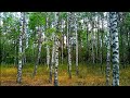 Березовая роща / Relaxing video, sounds of nature, Birdsong, Birch Grove, for sleep, walk in nature