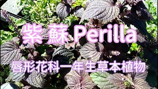 紫蘇說 讓我美麗一次吧 我跟它說 我會將你的幸福滋味延續 Youtube 紫蘇說 讓我美麗一次吧 我跟它說 我會將你的幸福滋味延續 Youtube