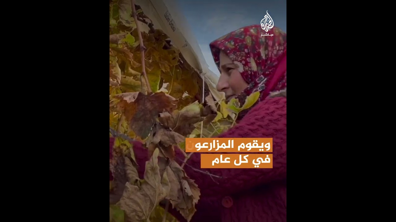 العنب الشتوي.. هدية مانيسا التركية إلى العالم
