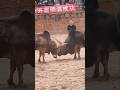 ЁЯШ Watch A Deadly Bull Fight ЁЯТк Shorts Bull Fight Viral ЁЯШ Watch A Deadly Bull Fight ЁЯТк Shorts Bull Fight Viral