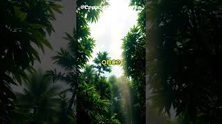 The Amazon Rainforest Creates Its Own Rain