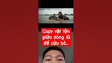 capybara vật lộn giữa giòng lũ cứu bà... #capybara #funny