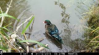 Steigerwald Trail Cam Critters