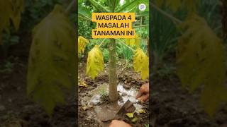 4 Masalah Tanaman, Ini Cara Mengatasinya!