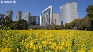 浜離宮恩賜庭園で菜の花見ごろ　休園中、ツイッターなどで発信