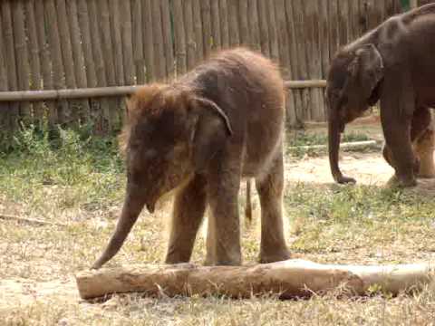 Surprised Baby Elephant