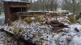 Hawfinches Feeding On My Special Bird Hide  Discover Wildlife  Robert E Er