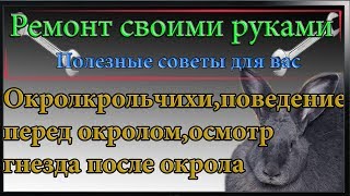 Окрол крольчихи,поведение перед окролом,осмотр гнезда после окрола